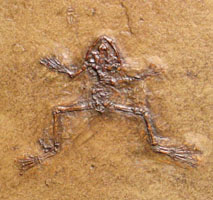 <i>Palaeobatrachis</i> - Messel frog
